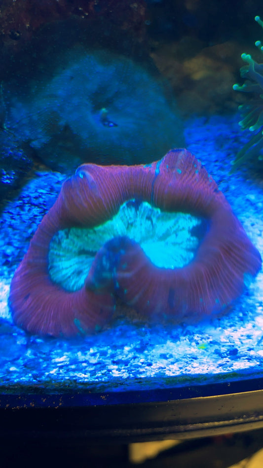 Live Coral C9 - Trachyphyllia Indonesia Ultra Splatter