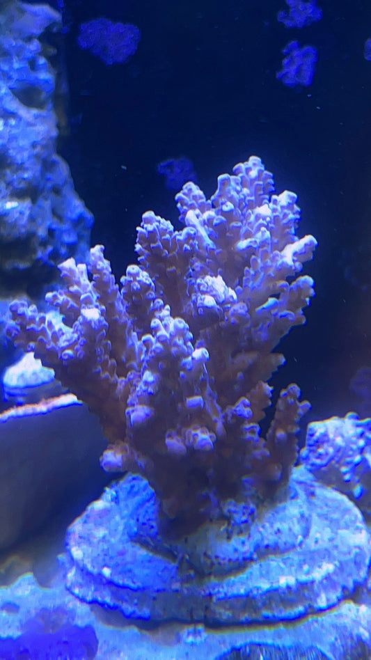 Live Coral C8 - Acropora millepora: Indonesia Cultured